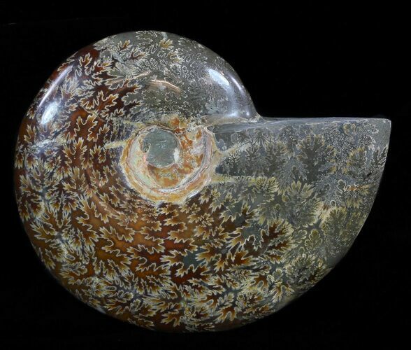 Polished, Agatized Ammonite (Cleoniceras) - Madagascar #54526